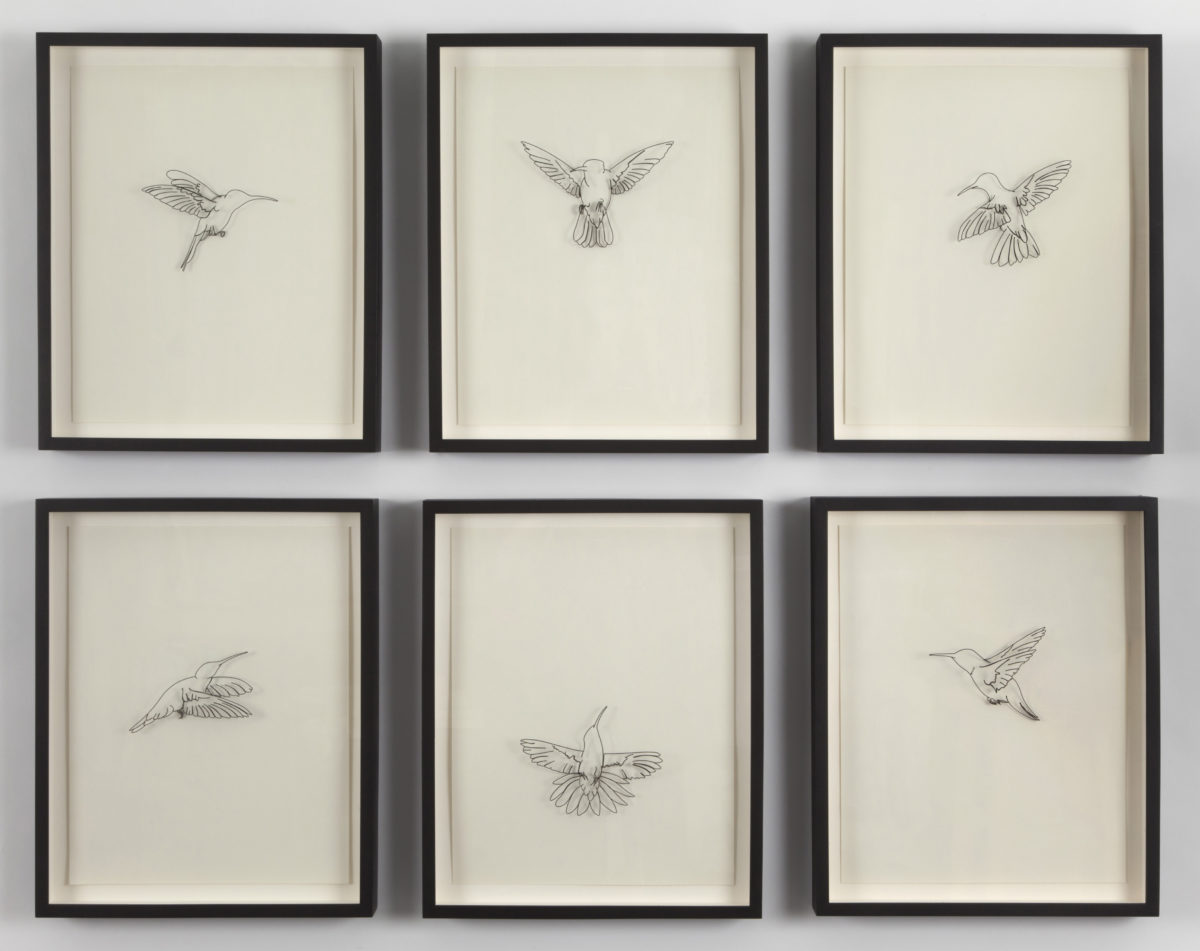 Biography – Hummingbirds