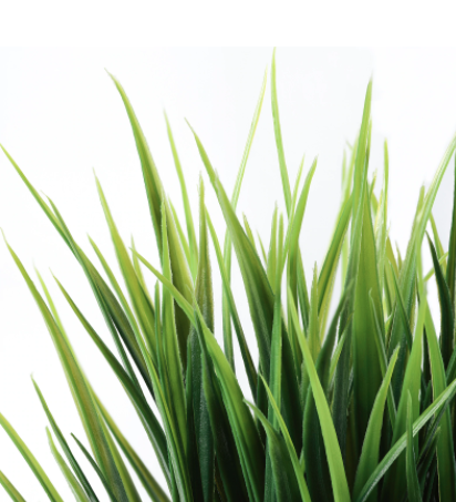 A blade of grass (instead of a video)