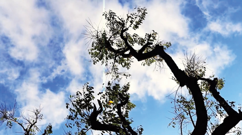 SOY PAISAJE (I AM LANDSCAPE)